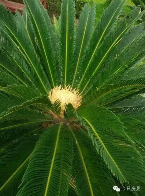 铁树开花 意味|鐵樹開花的解释